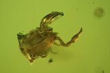 Fossil Pseudoscorpion & Fly (Diptera) Preserved In Baltic Amber #84650-1